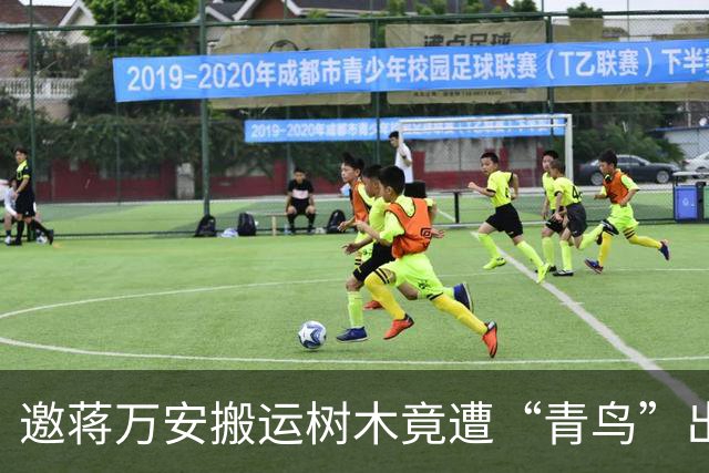 邀蒋万安搬运树木竟遭“青鸟”出征，清洁队长：我好内疚、很难过